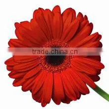 Fresh Cut Flowers Gerbera Floert Fully Open Gerbera From Kunming photo-2