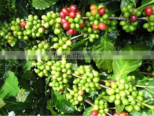 Vietnam Robusta Coffee Bean photo-4