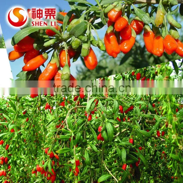2016 Hot Sell Dried Goji Powder photo-6