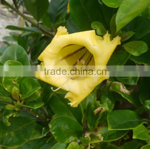 Solandra Nitida Cup Of Gold Chalice Vine