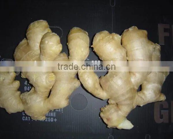 Big Size Air Dried Fresh Ginger photo-5