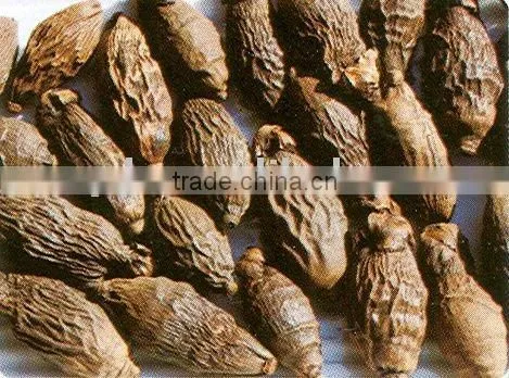Areca Seed