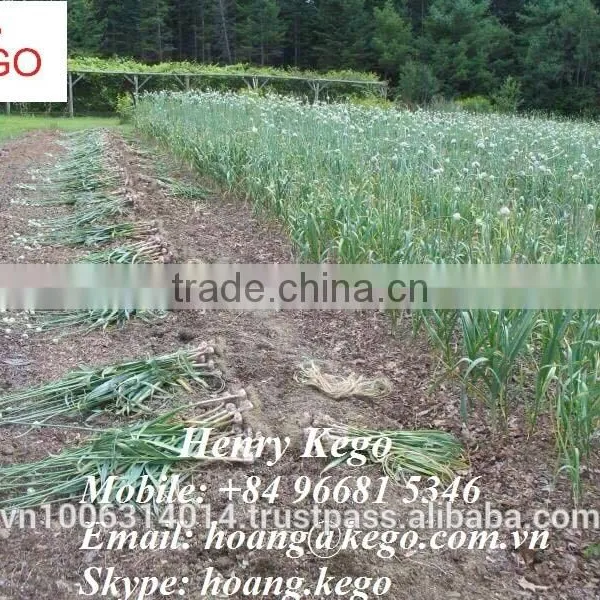 Fresh White Garlic Crop 2016 photo-3