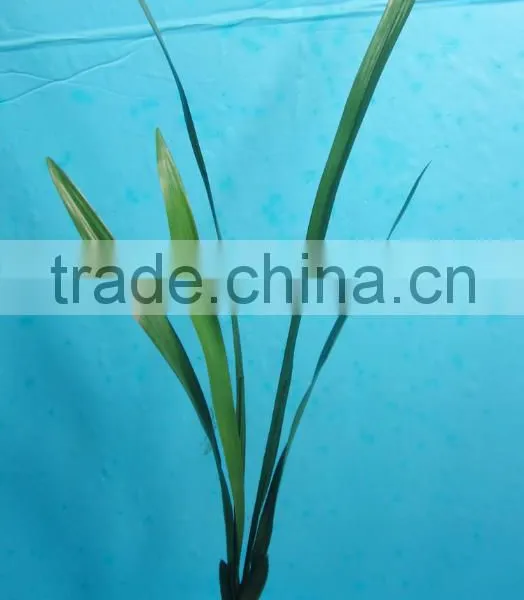 Artificial Plastic Grass/green Fake Grass/decorative Artificial Grass photo-2