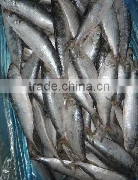 Frozen Sardine photo-3