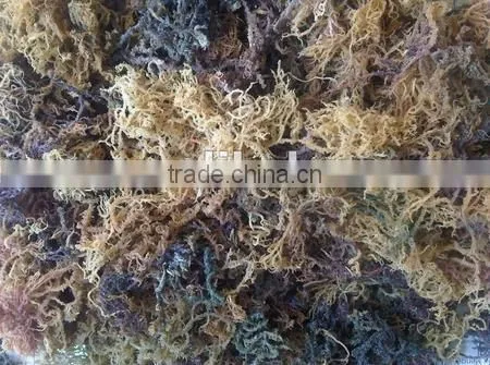 Sell Spinosum Seaweeds With Good Quality