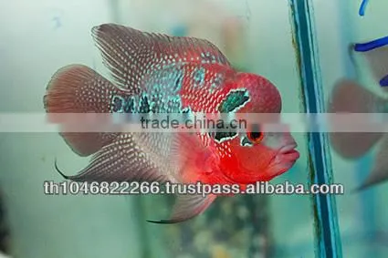 Flowerhorn Fish Farm and Wholesale in Thailand photo-2
