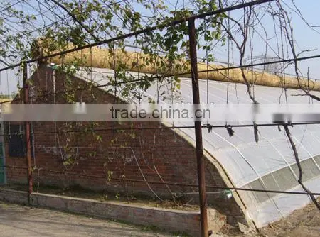 Chinese Style Sunlight Lean to Roof Solar Greenhouse Quality Choice photo-3