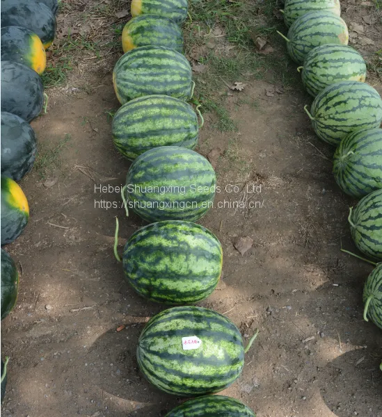 Hybrid Seedless Watermelon Seeds Large Fruit photo-5