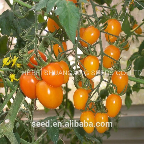 Yellow Cherry Hybrid Tomato Seeds for Sale photo-3