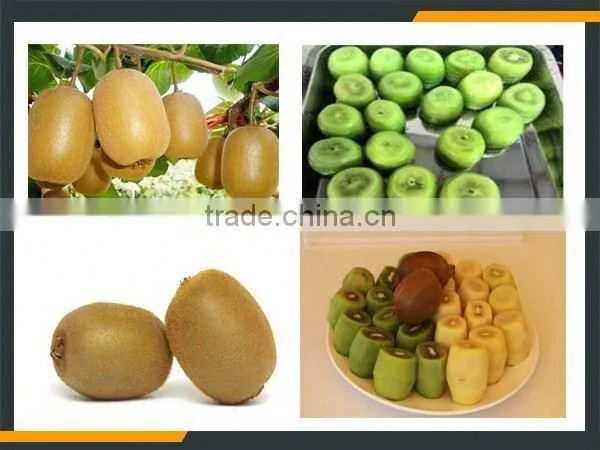 Leader Low Price Kiwi Fruit Washing and Peeler Machine photo-4