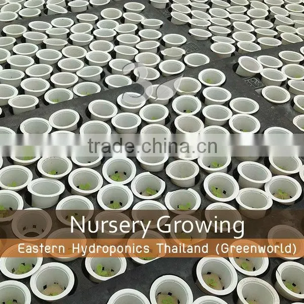 Growing Pot photo-3