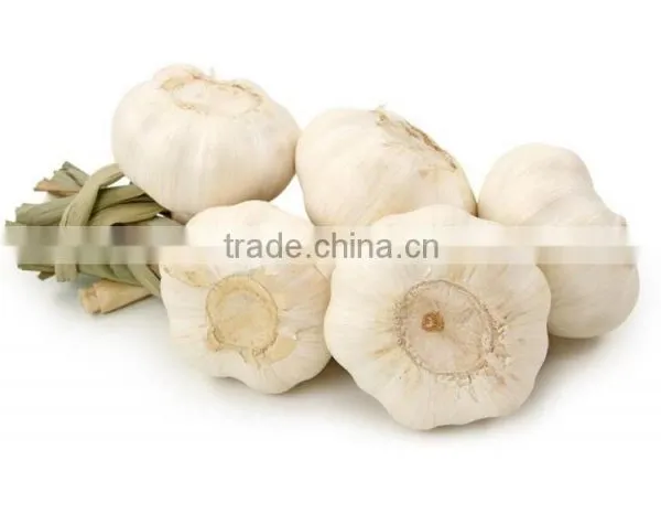 2016FRESH GARLIC photo-6