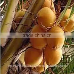 Tender Coconut/fresh Young Coconut/common Cultivation Type Young Coconut/green Young Coconut/young Coconut Exporter photo-6