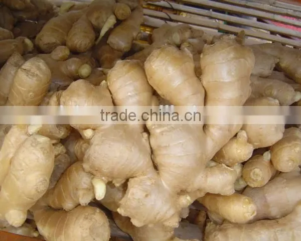 All Year Round Supply Fresh Ginger photo-6