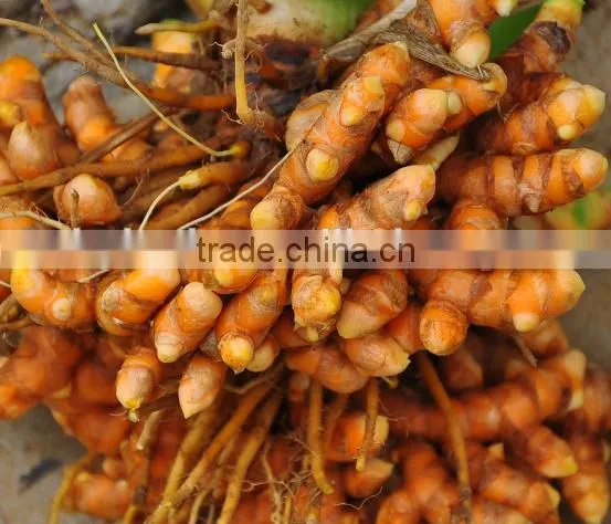 Turmeric / Curcuma Longa Multiple Layer Continuous Type Mesh Belt Dryer photo-6