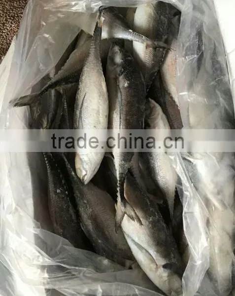 Whole Fish Frozen Jack Mackerel photo-3