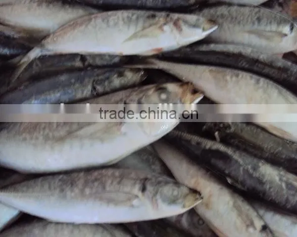 Frozen Whole Horse Mackerel Fish photo-2
