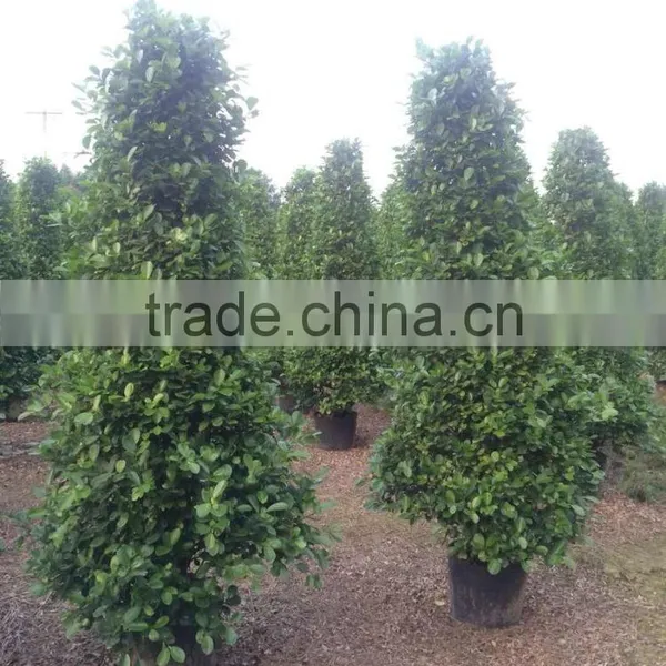 Ficus Panda photo-2
