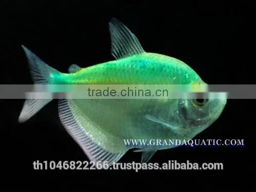 White Skirt Tetras Fish Farm For Sale and Export photo-2