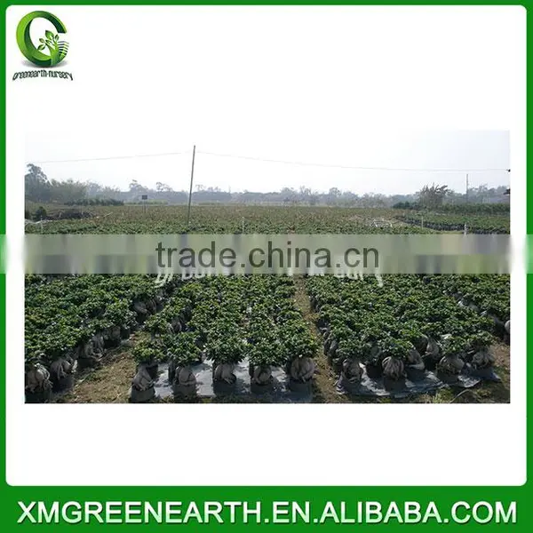 Ginseng Ficus 500g photo-2