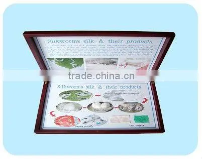 Silkworms Silk&their Products Specimen