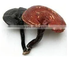 Compound Glossy Ganoderma Massage Oil