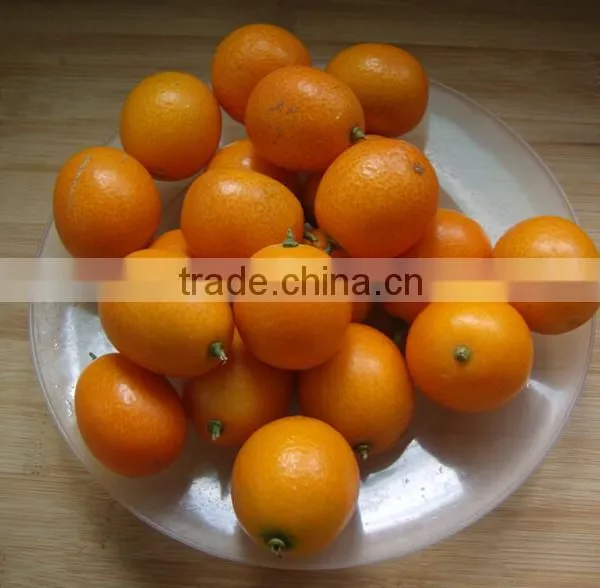 Automatic Brush Date Cleaning Machine|Ginger Washer and Cleaner Machine photo-5
