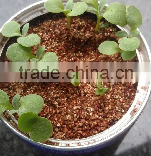 Cucumber photo-4