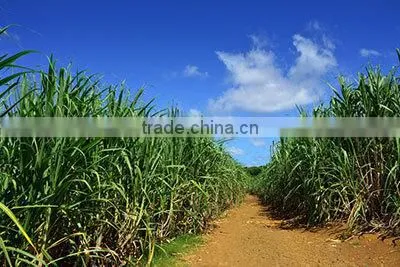 Brazilian Sugar Icumsa 45 photo-5