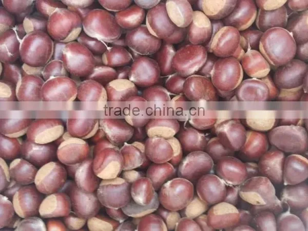 Taian Chestnuts China Fresh Chestnuts for USA