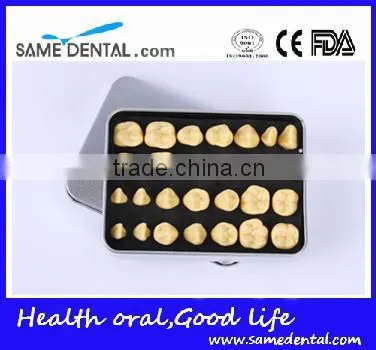 2 Times Tooth Model Dental Eduction School Teaching Dental Model photo-2