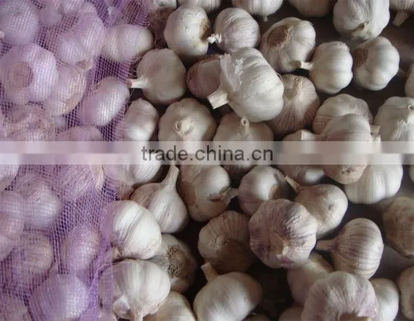 China Super White Garlic - Spicy Vegetable For Export