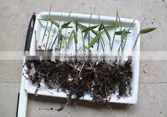 High Sprouting Rate Bamboo Seeds For Growing Bamboo Trees and Shoots photo-5