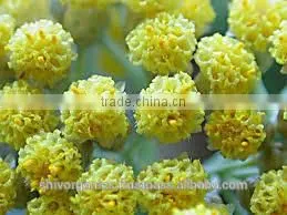 Helichrysum Oil photo-2