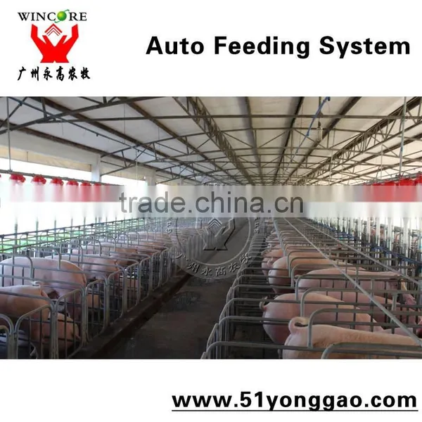 Auto Feeding System for Pig Farm photo-6