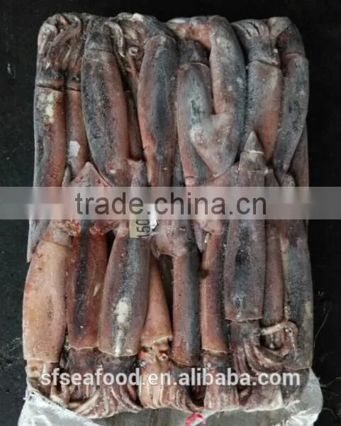 Frozen Argentina Illex Squid for Wholesale photo-4