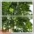Factory Hot Sale Green Artificial Money Tree Make Cheap Outdoor Large Money Tree photo-6