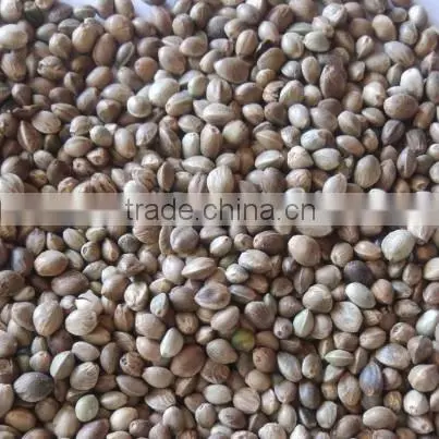 Organic Hemp Seeds photo-2