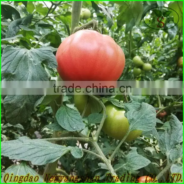 2016 Fresh Tomato/farm Fresh Tomatoes for Sale photo-2