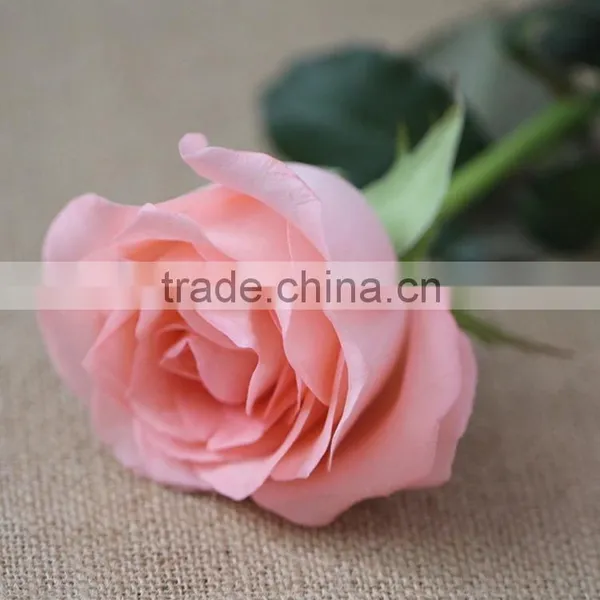 Colorful Diana Fresh Roses Decoration photo-6