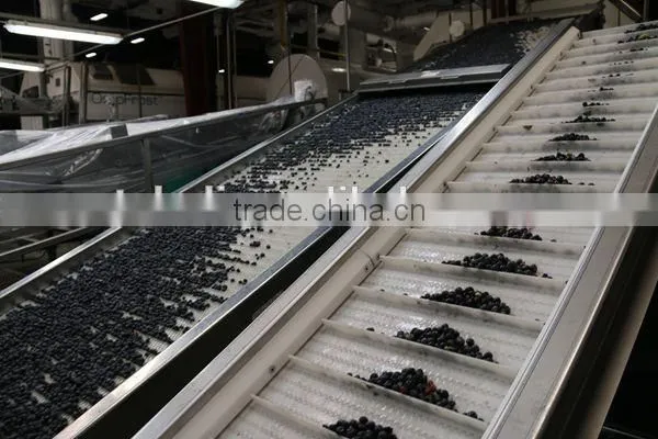 Bulk Frozen Blueberries photo-3
