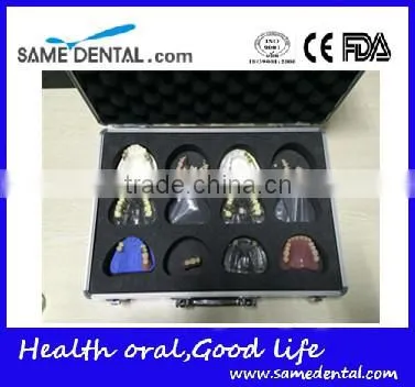 Integrated Denture Model Teaching Demonstration photo-4