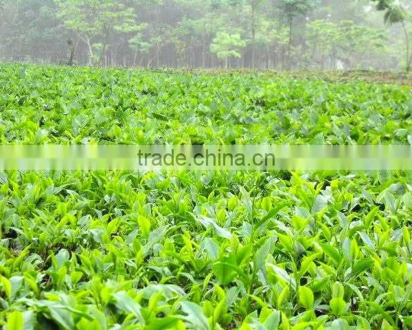 Moc Chau Green Tea, Son La TEA photo-3