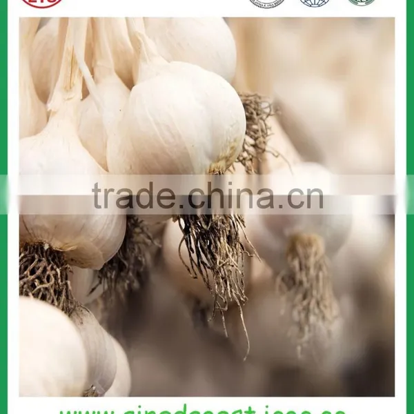 JNinxiang White Garlic in Mesh Bag or Carton photo-3