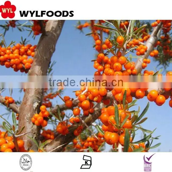 IQF China Price for Frozen Sea Buckthorn High Quality photo-5