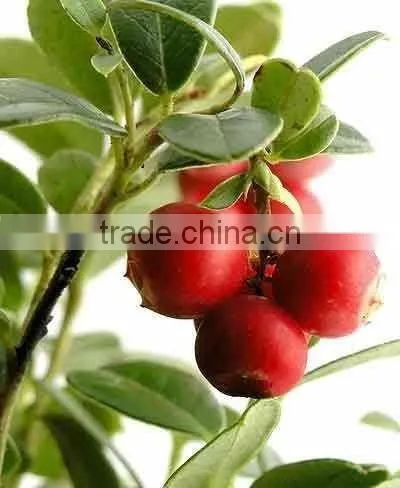 GMP High Quality Natural Camu Camu Powder photo-2