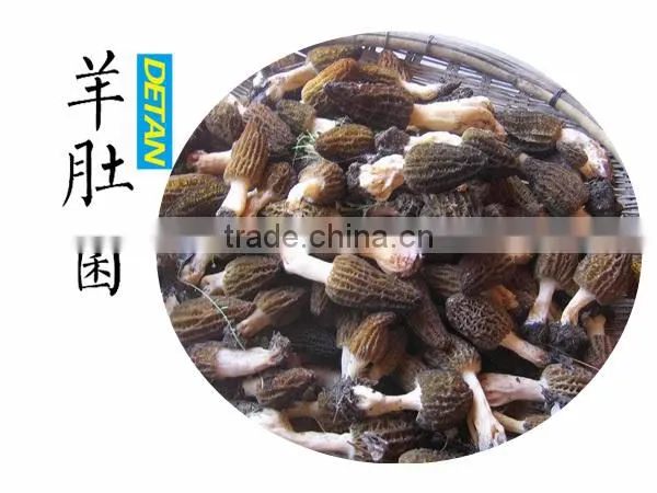 Dried Morchella Esculenta Made in China photo-3