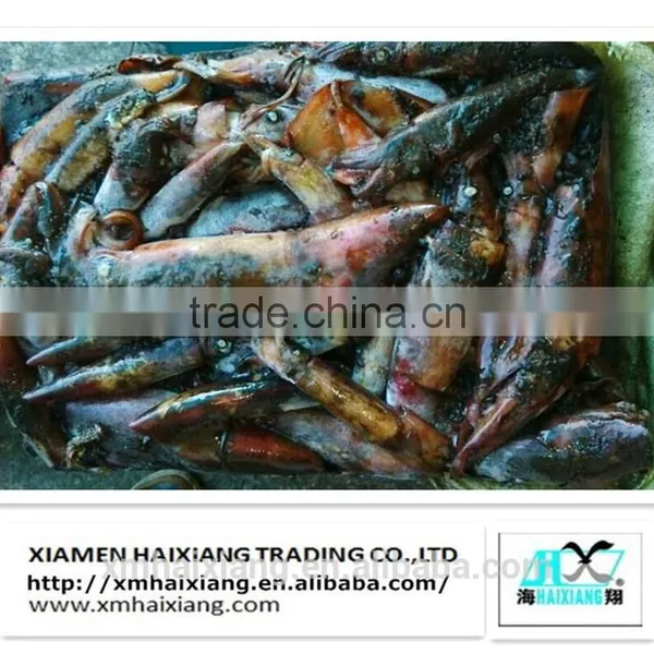 Frozen Whole Round Red Squid photo-3