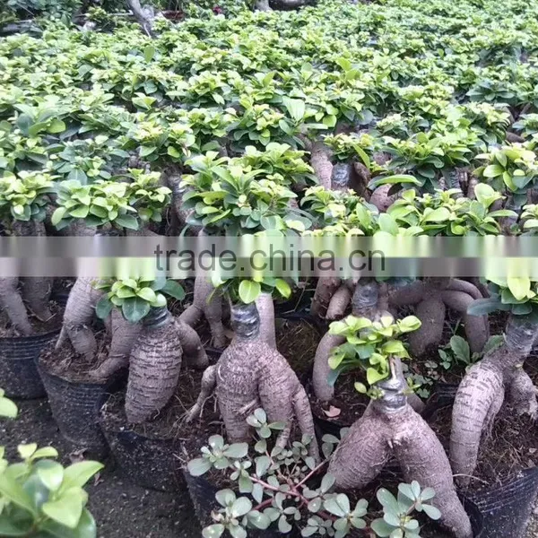 Ficus Microcarpa Live Plant Ginseng Bonsai photo-3